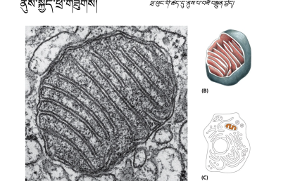 Biology Course 1: Introduction (~9h) སྐྱེ་དངོས་ཚན་རིག སློབ་ཚན་དང་པོ། (ཆུ་ཚོད་༩ ཙམ།)