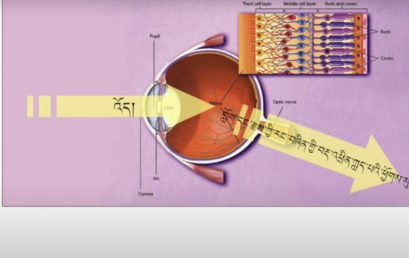 Neuroscience Course 1 (Senses, Advanced) [Bonus] (~3h)