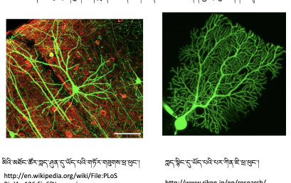 Neuroscience Course 1 [Bonus] (~4h)དབང་རྩ་ཚན་རིག་གི་སློབ་ཚན་དང་པོ། [འཕར་མ] (ཆུ་ཚོད་~༤)
