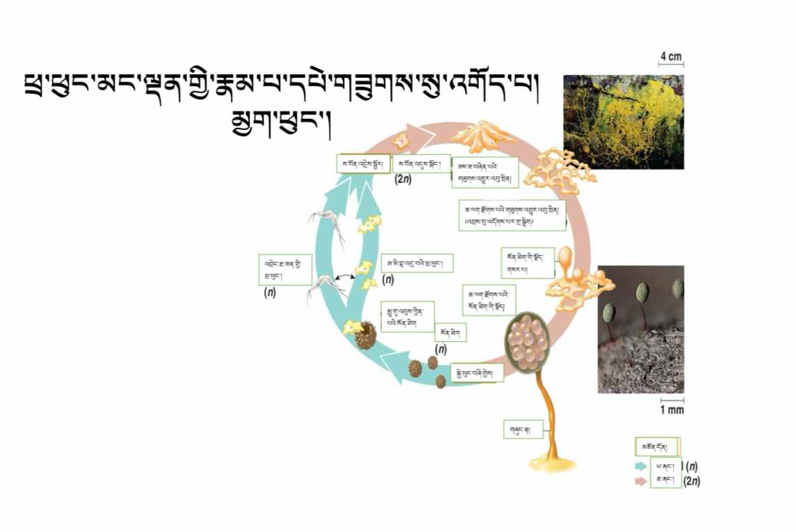 Biology Course 4: Development and Physiology – སྐྱེ་དངོས། སློབ་ཚན་བཞི་པ། ལུས་ཀྱི་འཚར་འཕེལ་དང་ལུས་ཁམས་གནས་ལུགས།