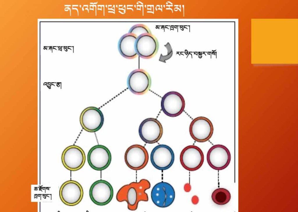Biology Course 5: Immunology and Disease – སྐྱེ་དངོས། སློབ་ཚན་ལྔ་པ། ནད་འགོག་རིག་པ་དང་ན་ཚ།