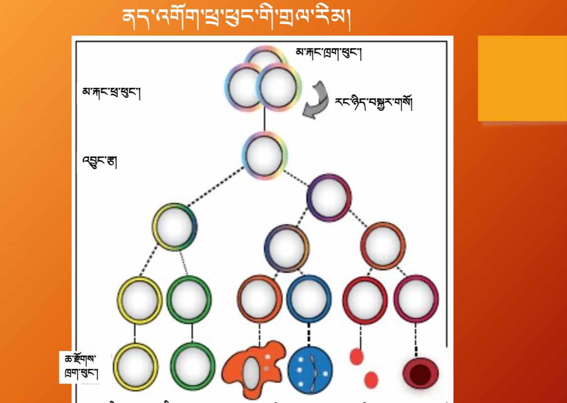 Biology Course 5: Immunology and Disease – སྐྱེ་དངོས། སློབ་ཚན་ལྔ་པ། ནད་འགོག་རིག་པ་དང་ན་ཚ།