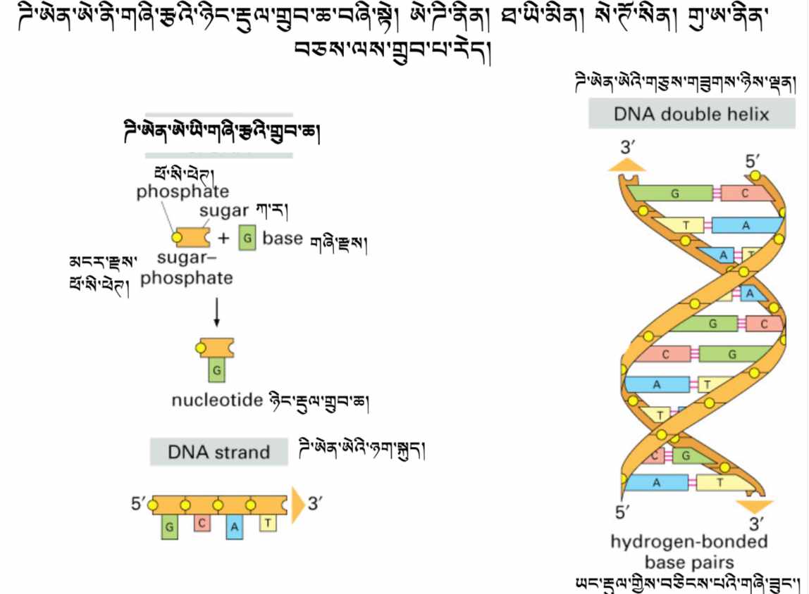 Biology Course 6: Synthesis and Epigenetics