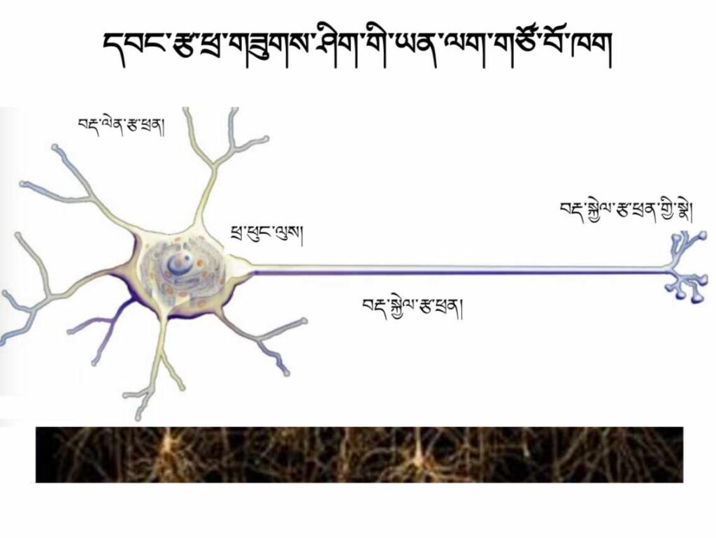 Neuroscience Course 3: Neurons & neuronal activities – དབང་རྩ་ཕྲ་གཟུགས་དང་དེ་དག་གི་བྱ་གཞག